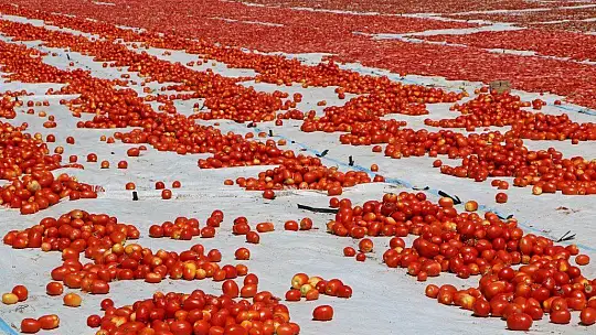 Dünya sofralarına lezzet katacak kurutmalık domatesin hasadı başladı