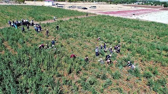 Dünya sofralarına lezzet katacak kurutmalık domatesin hasadı başladı