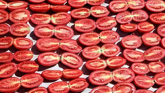 Dünya sofralarına lezzet katacak kurutmalık domatesin hasadı başladı