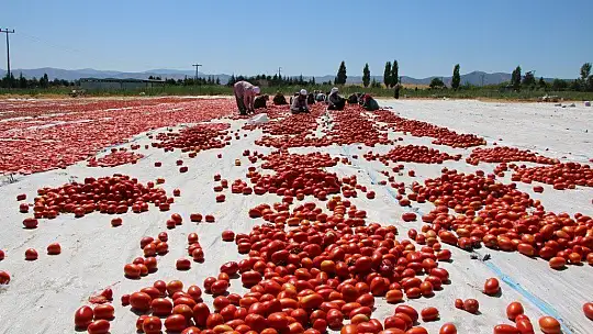 Dünya sofralarına lezzet katacak kurutmalık domatesin hasadı başladı