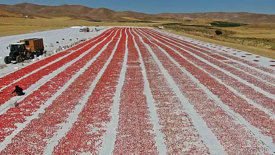 Dünya sofralarını Elazığ süslüyor: Tonlarca domates ihraç ediliyor
