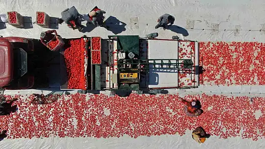 Dünya sofralarını Elazığ süslüyor: Tonlarca domates ihraç ediliyor