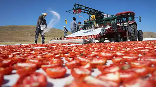 Dünya sofralarını Elazığ süslüyor: Tonlarca domates ihraç ediliyor