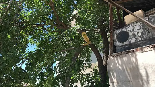 Dut silkelerken ağaçtan düşen adam ağır yaralandı