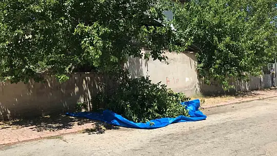 Dut silkelerken ağaçtan düşen adam ağır yaralandı