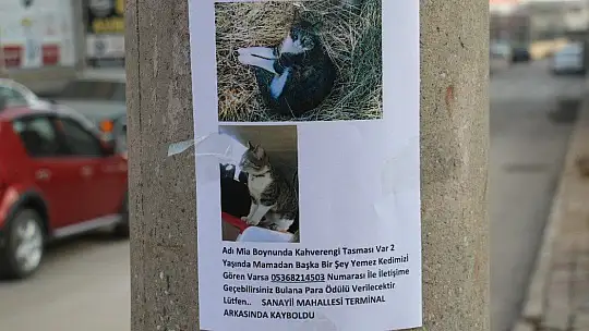 Kayıp Kedisini Sokak Sokak Arıyor