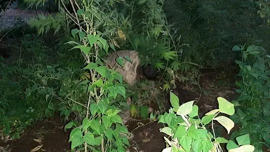 Ektiği hint kenevirlerini sularken suç üstü yakalandı