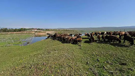 Elazığ'a bahar geldi, koyun sürüleri otlağa indi