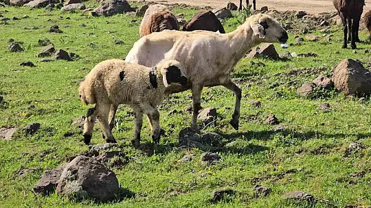 Elazığ'a bahar geldi, koyun sürüleri otlağa indi