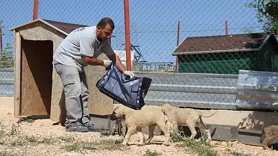 Elazığ Belediyesi Geçici Hayvan Bakım Merkezinde 6 yılda 14 bin 987 hayvan tedavi edildi
