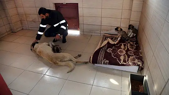 Elazığ Belediyesi Hayvan Bakım Evi ziyarete açılıyor
