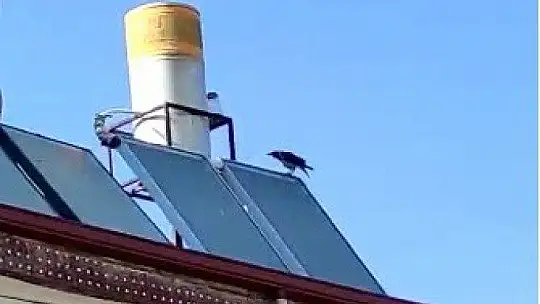 Elazığ'da 'Allah' diye bağıran karga şaşırttı