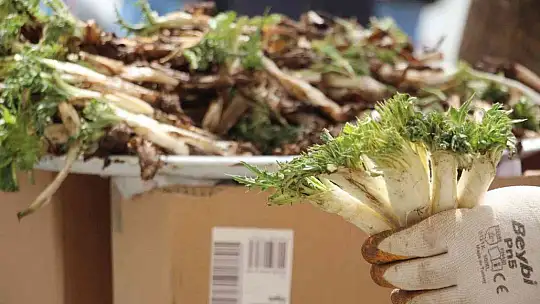 Elazığ'da 'Çiriş' ve 'Kenger' otu, tezgahlardaki yerini aldı