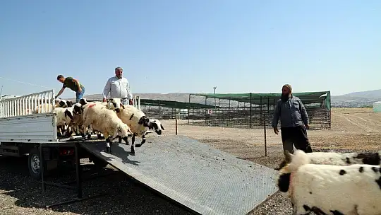 Elazığ'da kurban telaşı