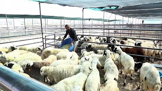 Elazığ'da kurban telaşı