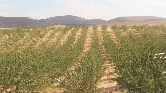 Elazığ'da 'organik badem hasat etkinliği' düzenlendi
