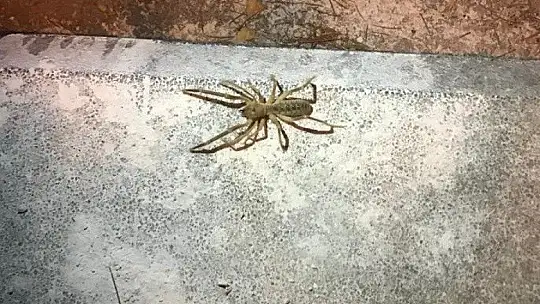 Elazığ'da 'Sarıkız' örümceği görüntülendi