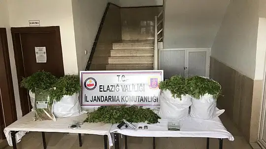 Elazığ'da uyuşturucu tarlasına operasyon, 6 bin kök kenevir ele geçirildi