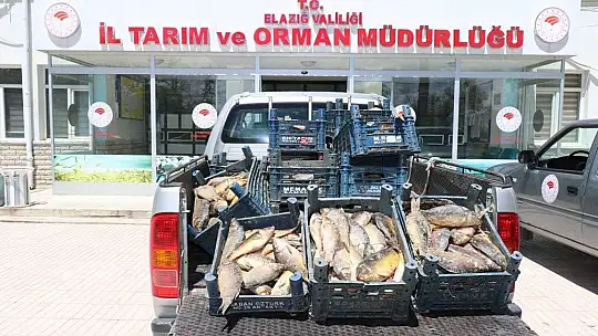 Elazığ'da 1 ton 150 kilogram kaçak avlanan balık yakalandı