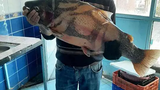 Elazığ'da 10 kiloluk alabalık yakalandı