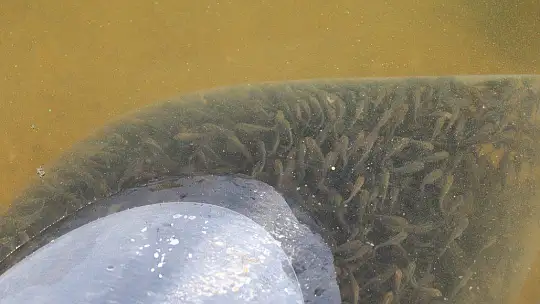 Elazığ'da 100 bin bin yavru sazan balığı gölete bırakıldı