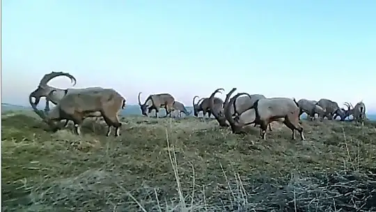 Elazığ'da 11 aylık yaban hayatı fotokapanlara yansıdı