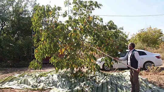 Elazığ'da 125 bin ceviz ağacında hasat başladı