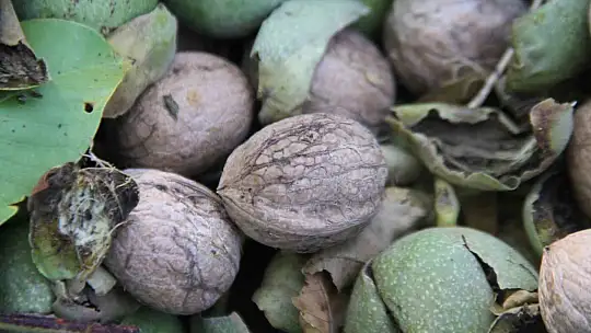 Elazığ'da 125 bin ceviz ağacında hasat başladı