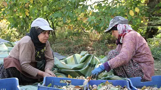 Elazığ'da 125 bin ceviz ağacında hasat başladı