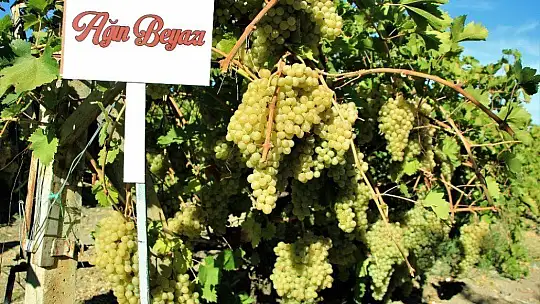 Elazığ'da 14. Bağ Bozumu ve Orcik Festivali