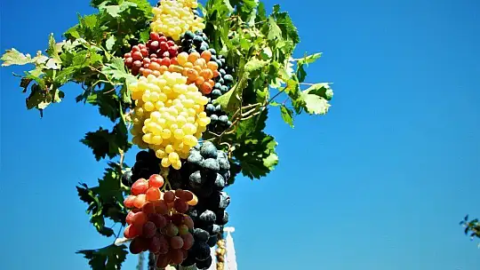 Elazığ'da 14. Bağ Bozumu ve Orcik Festivali