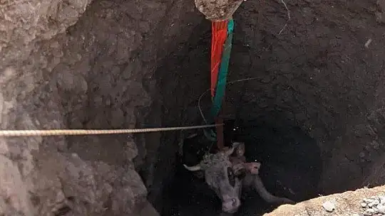 Elazığ'da 14 Metrelik Kuyuya Düşen Gebe İnek, 1 Saatlik Çalışmayla Kurtarıldı