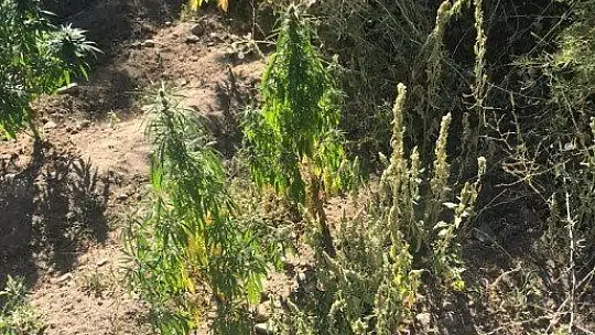 Elazığ'da 182 kök kenevir ele geçirildi