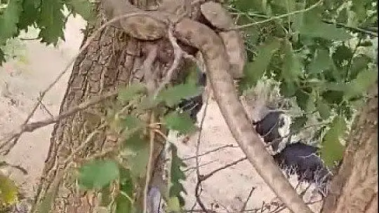 Elazığ'da 2 metrelik yılan paniği