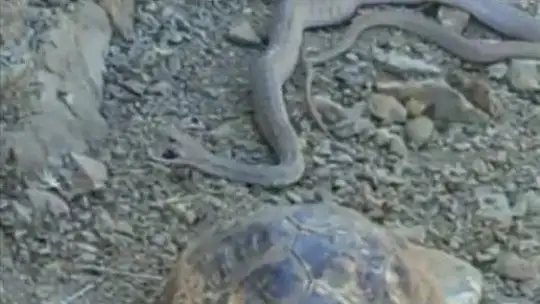Elazığ'da 2 metrelik yılan ve kaplumbağa birlikte görüntülendi