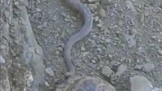 Elazığ'da 2 metrelik yılan ve kaplumbağa birlikte görüntülendi