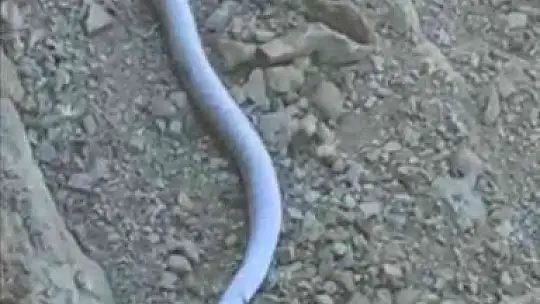 Elazığ'da 2 metrelik yılan ve kaplumbağa birlikte görüntülendi