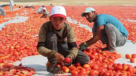 Elazığ'da 20 bin dekar alanda domates hasadı sürüyor
