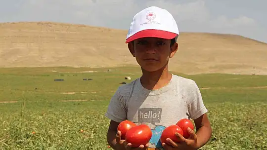 Elazığ'da 20 bin dekar alanda domates hasadı sürüyor
