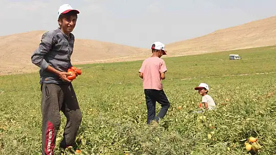Elazığ'da 20 bin dekar alanda domates hasadı sürüyor