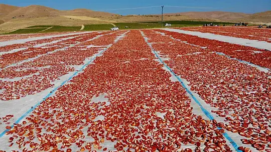 Elazığ'da 20 bin dekar alanda domates hasadı sürüyor