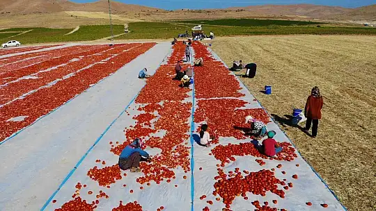 Elazığ'da 20 bin dekar alanda domates hasadı sürüyor