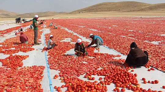 Elazığ'da 20 bin dekar alanda domates hasadı sürüyor