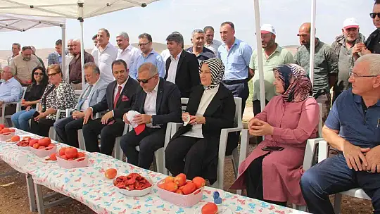 Elazığ'da 20 bin dekar alanda domates hasadı sürüyor