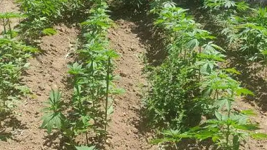 Elazığ'da 212 kök kenevir ele geçirildi