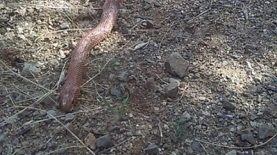 Elazığ'da 2,5 metre uzunluğundaki yılan korkuttu