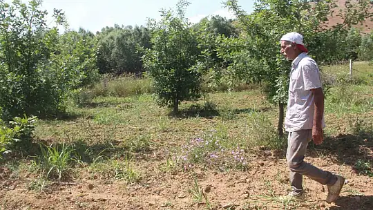 Elazığ'da 3 dönüme ektiği trüf mantarının çıkmasını dört gözle bekliyor