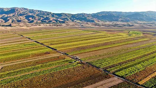 Elazığ'da 4 bin dönümlük alanda silajlık mısır hasadı başladı
