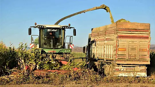 Elazığ'da 4 bin dönümlük alanda silajlık mısır hasadı başladı