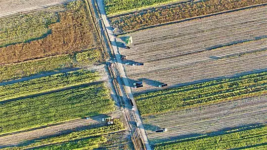 Elazığ'da 4 bin dönümlük alanda silajlık mısır hasadı başladı